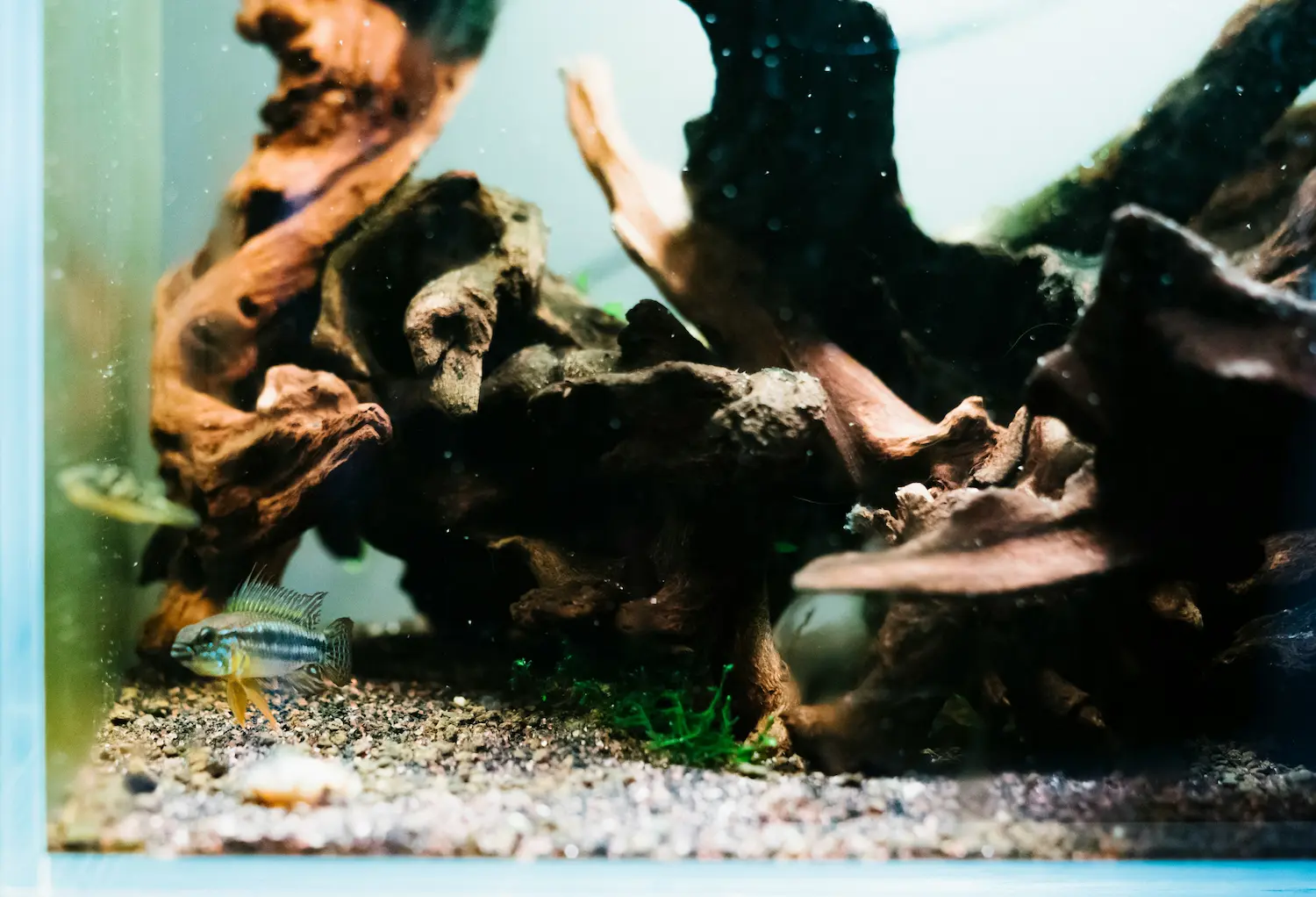 Aquarium Tracker app shown beside a planted aquarium