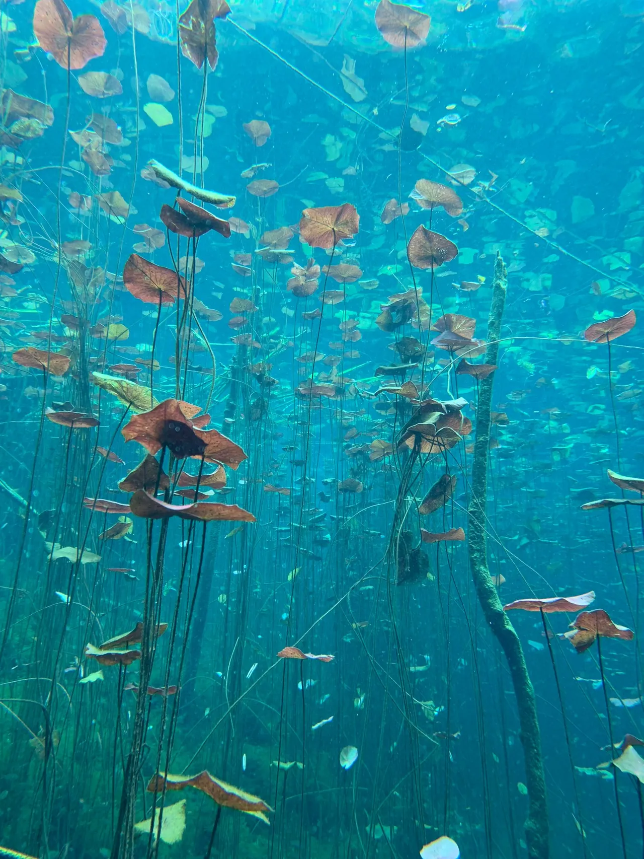 Aquatic plants in an aquarium for phosphate and planted tank nutrient review