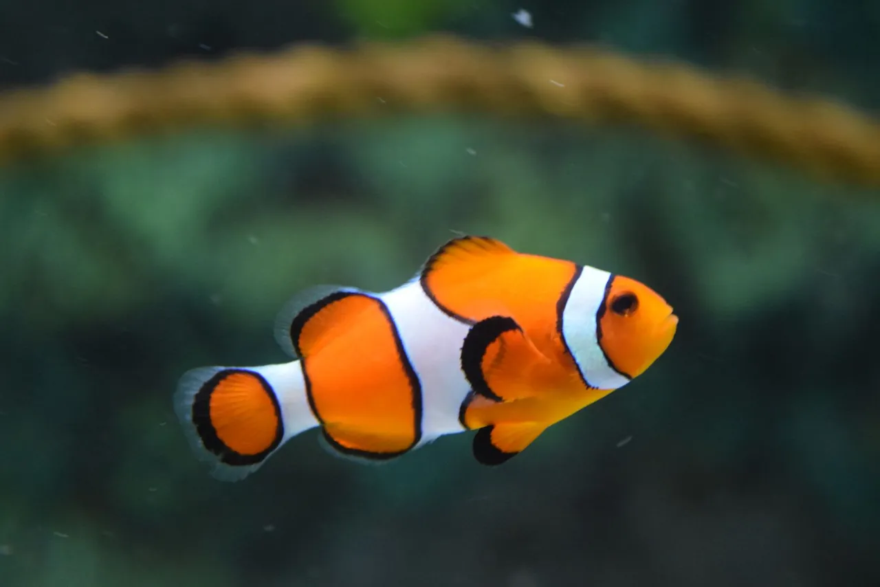 Freshwater aquarium during routine maintenance with clear water and aquatic plants