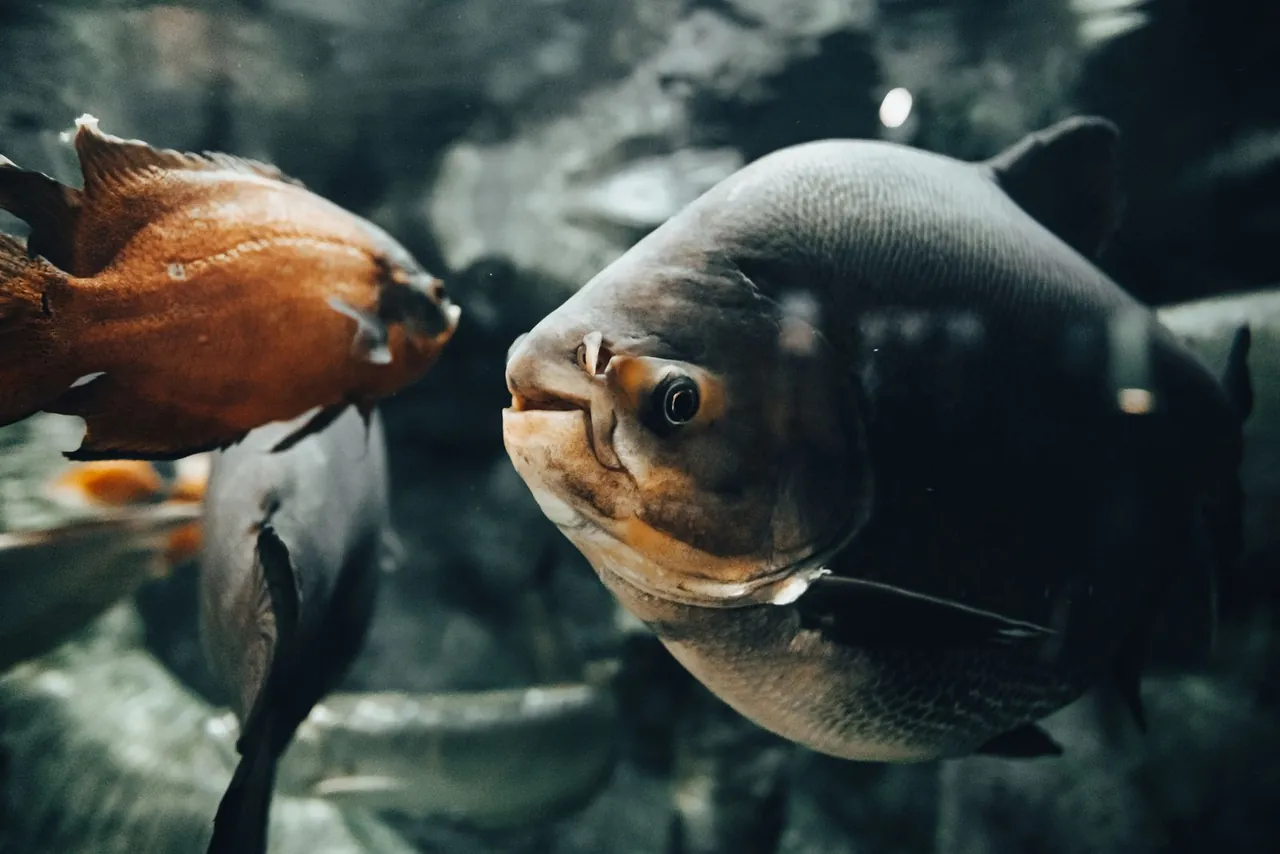 Clear aquarium fish tank view for checking results after maintenance