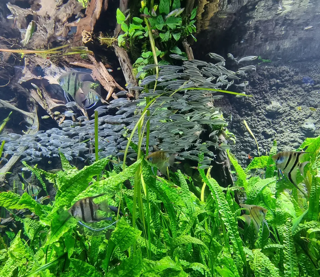 School of fish in a planted aquarium with driftwood and greenery