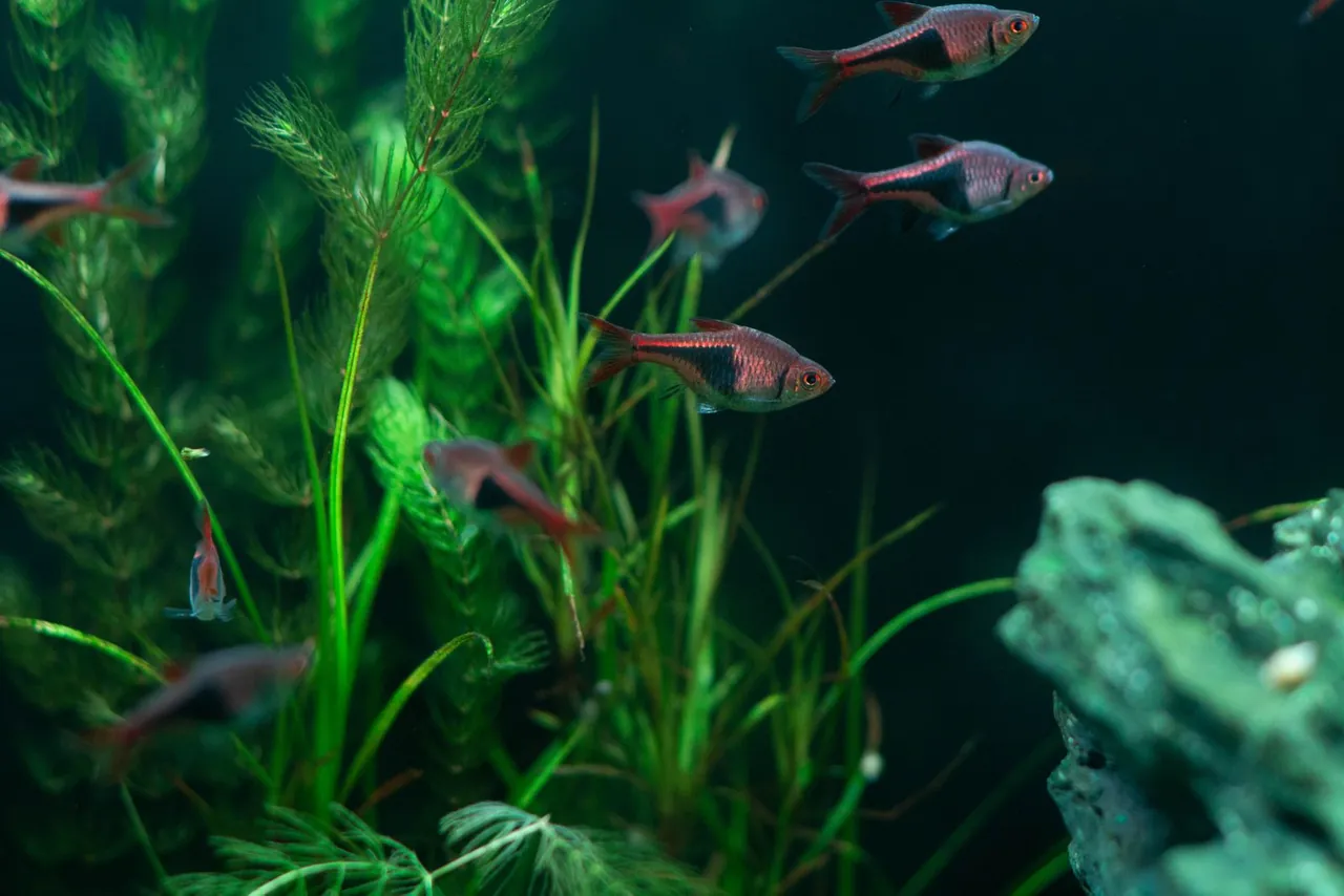 Schooling fish among dense aquarium plants for planted tank dosing observations