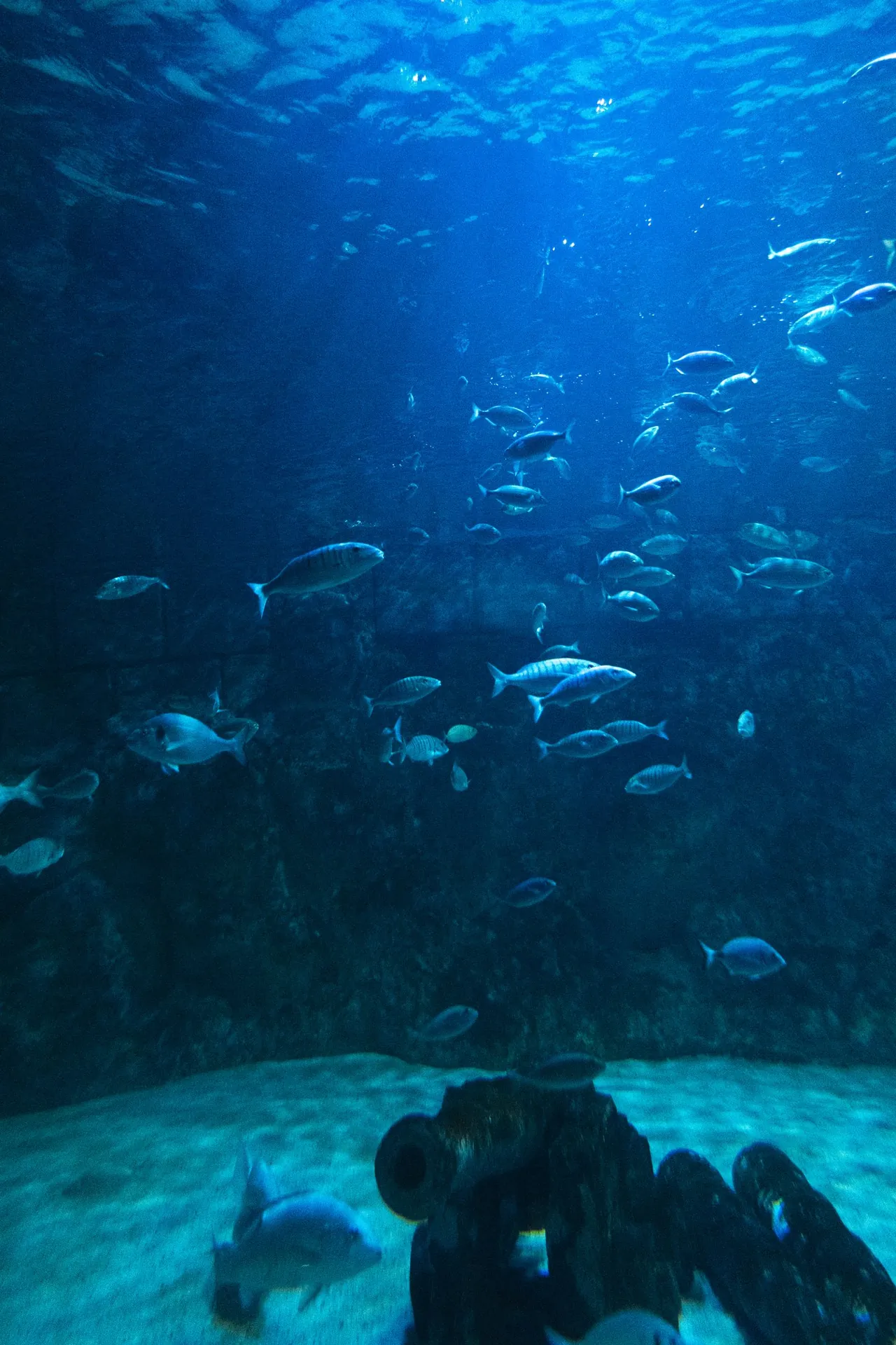 Group of aquarium fish for planning stocking levels and bioload