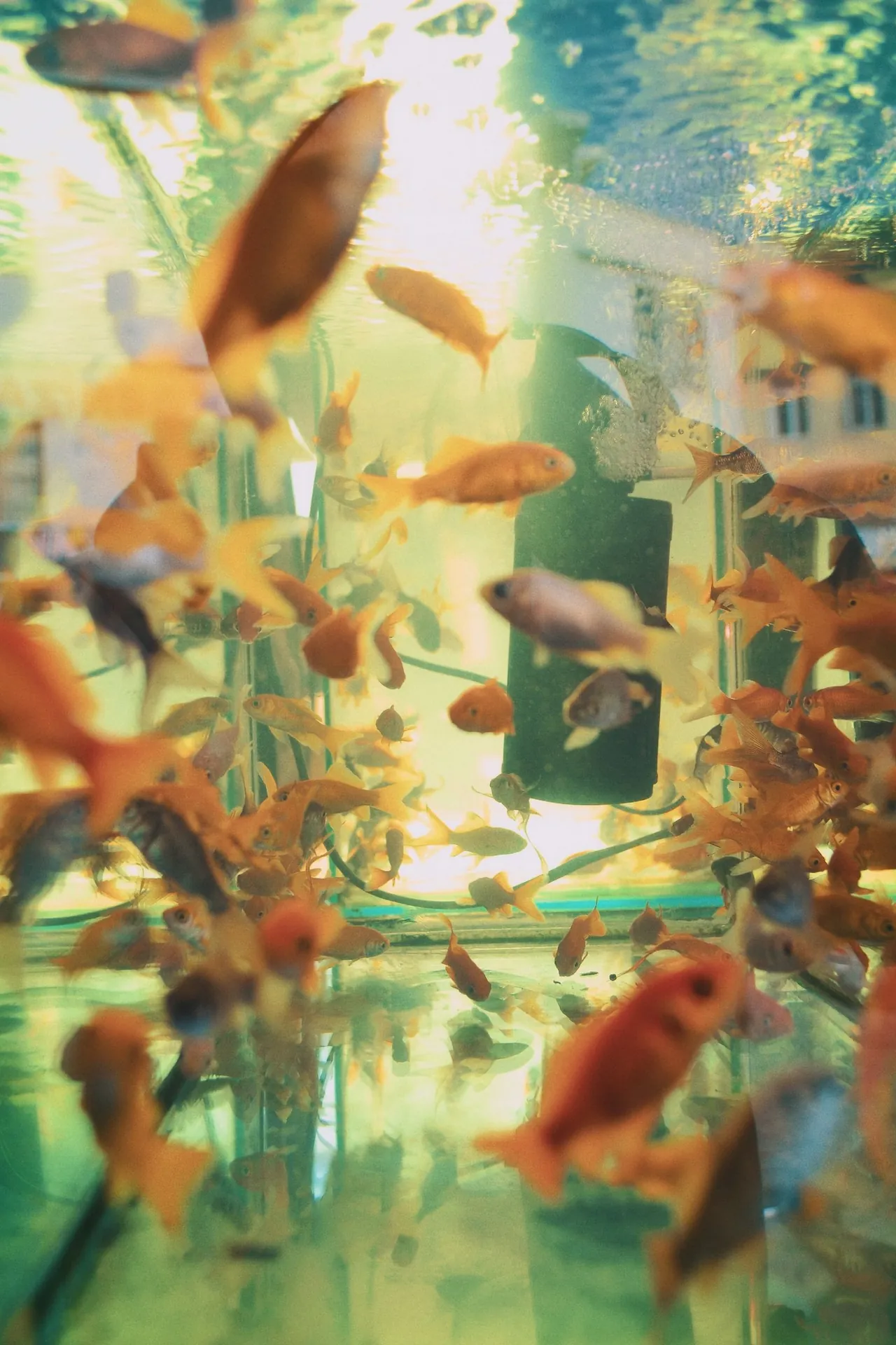 Aquarium fish and bubbles for nitrite spike monitoring during tank cycling