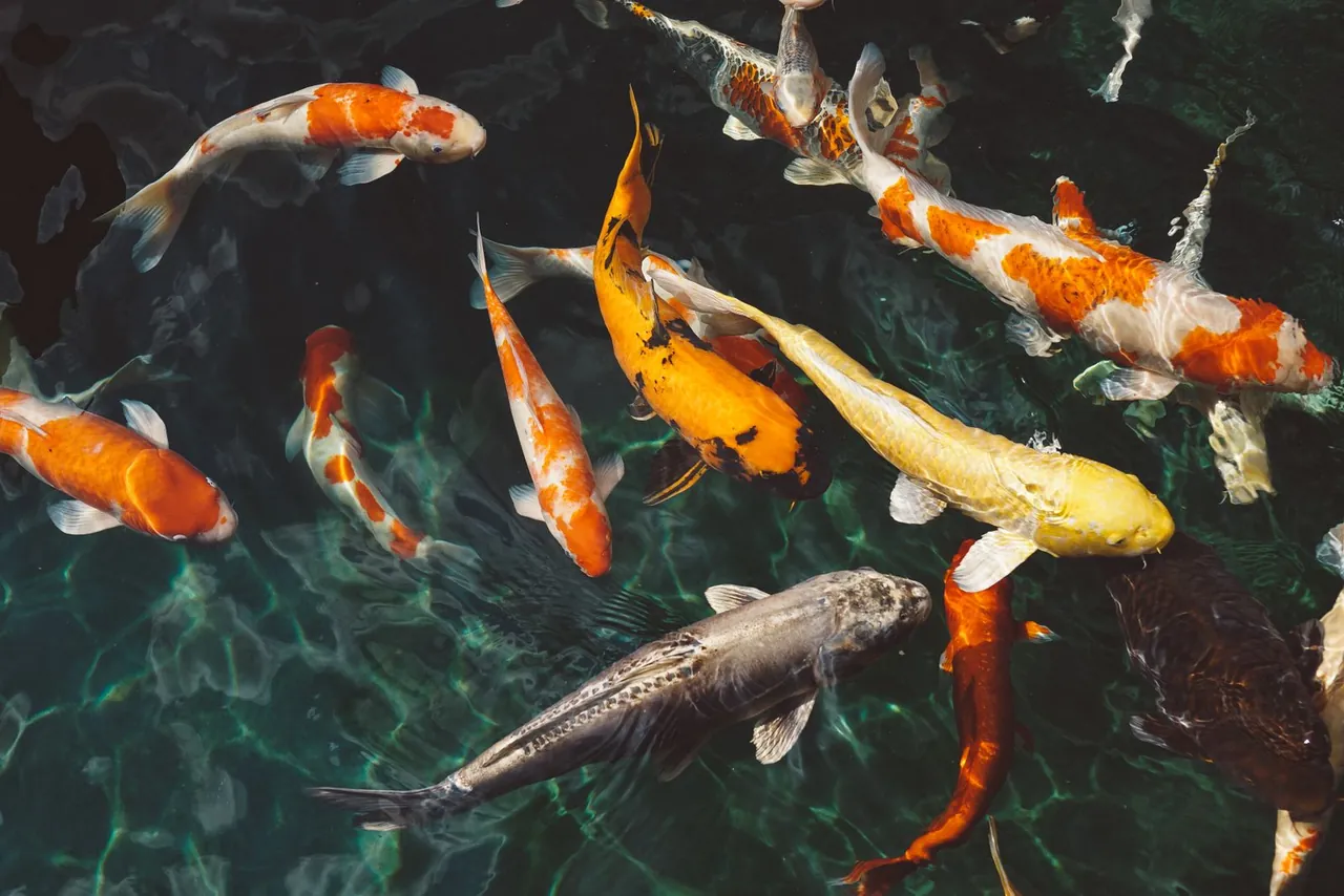 Aquarium fish in a clear tank representing multi-tank care records