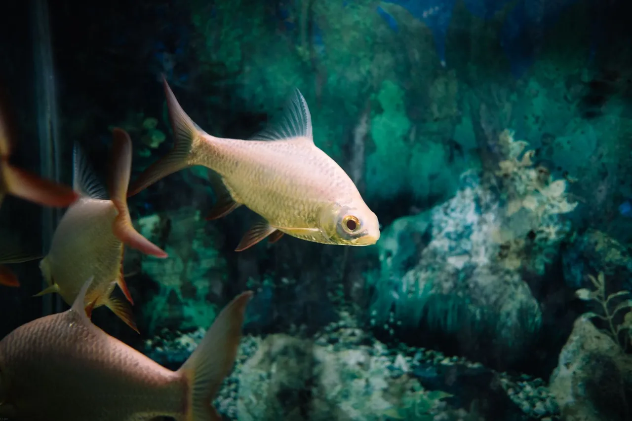 Close-up aquarium fish for medication schedule and treatment tracking