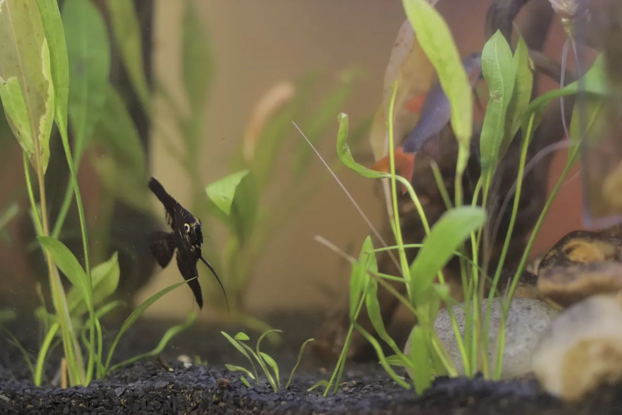 Angelfish swimming among green plants in a beginner freshwater aquarium