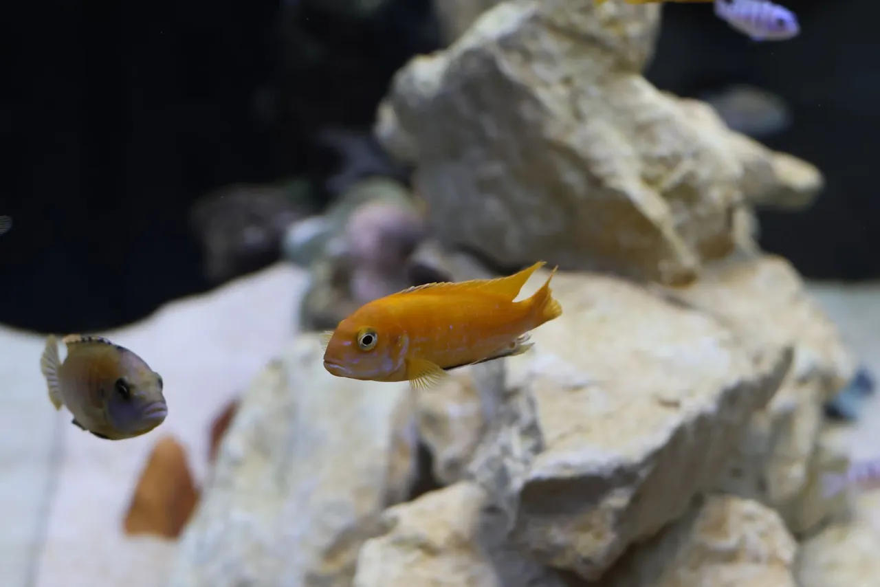 Freshwater cichlids swimming around pale aquarium rocks for hardness tracking