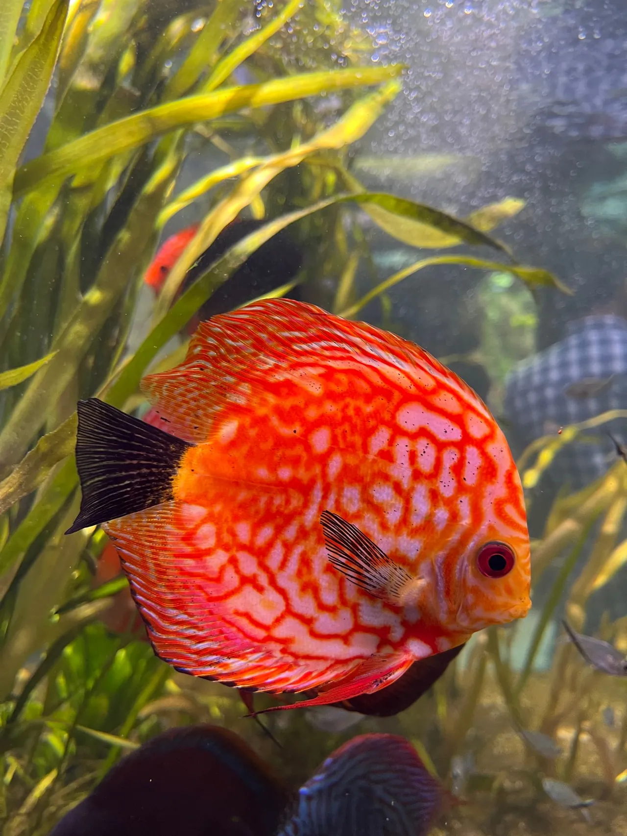 Discus fish in a planted aquarium where CO2 and plant response are monitored