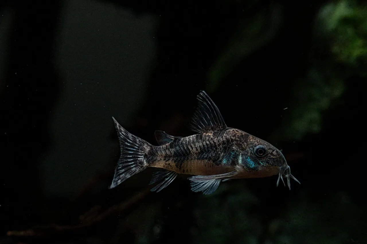 Close-up of a corydoras catfish swimming in a freshwater aquarium