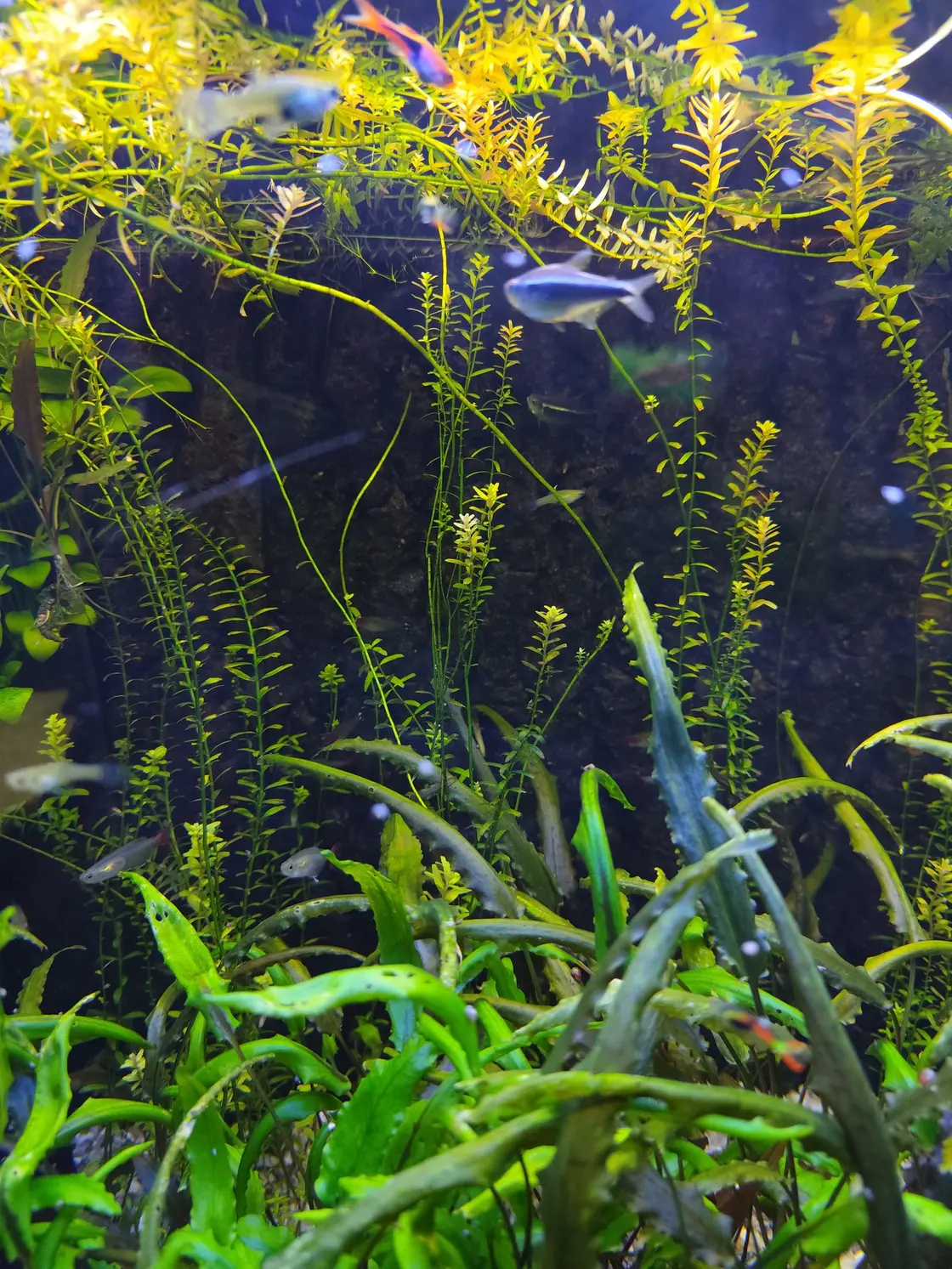 Planted freshwater aquarium with small fish and dense aquatic plants