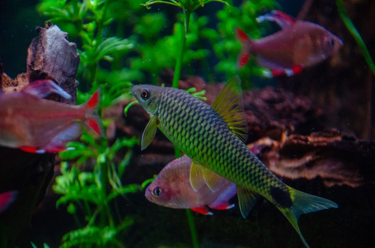Freshwater aquarium fish swimming through green plants