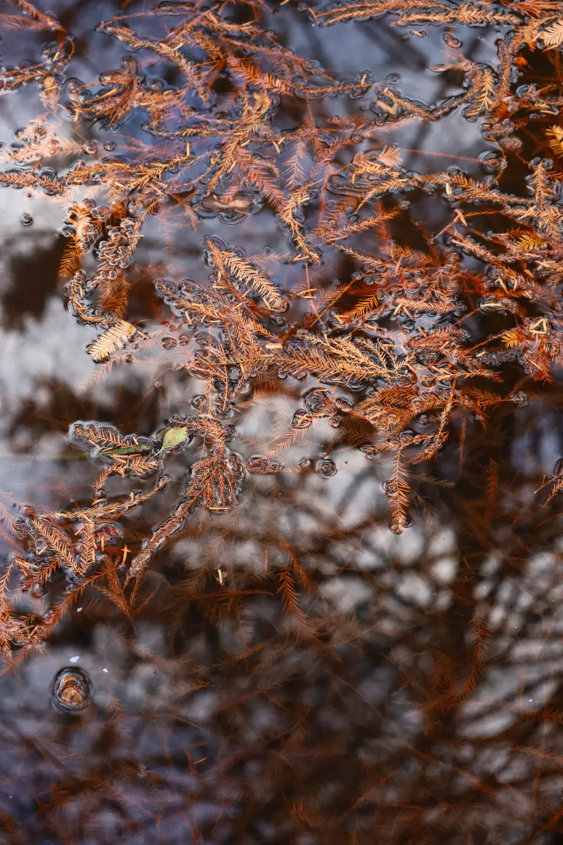 Close-up of orange aquatic plants and algae-like texture in water