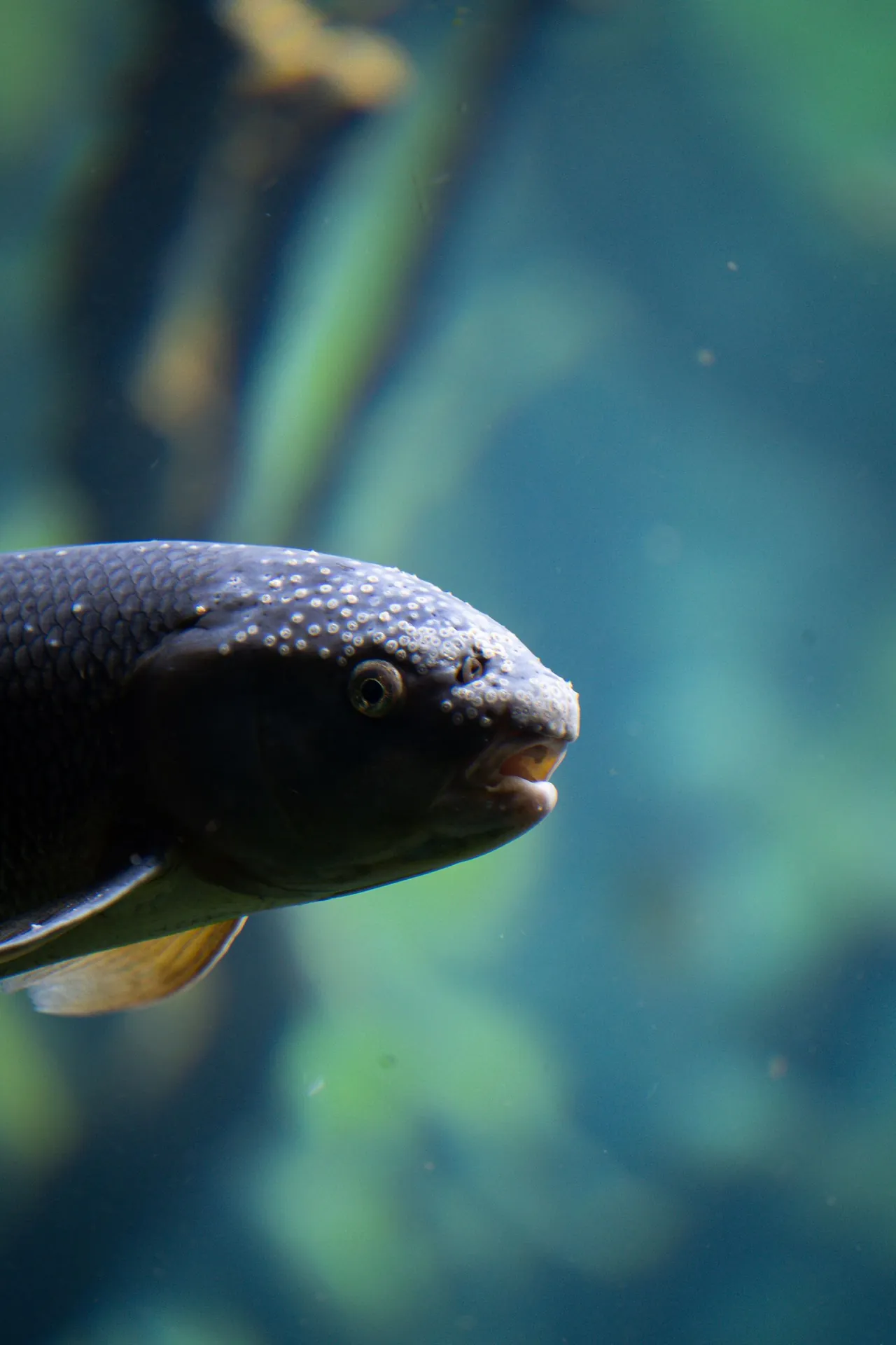 Close-up aquarium fish image for ammonia spike and livestock stress tracking