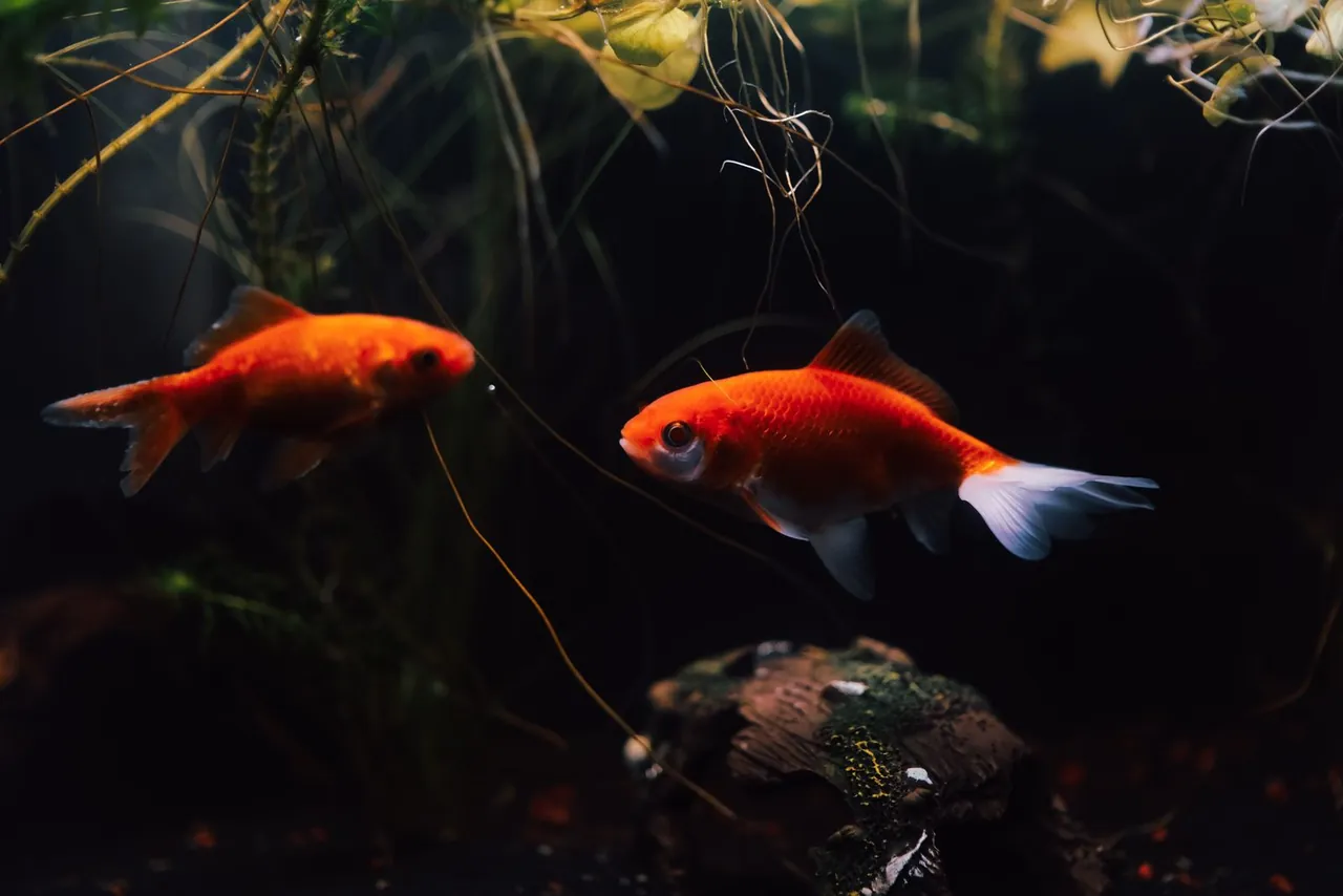 Goldfish swimming in a planted aquarium during feeding routine observation
