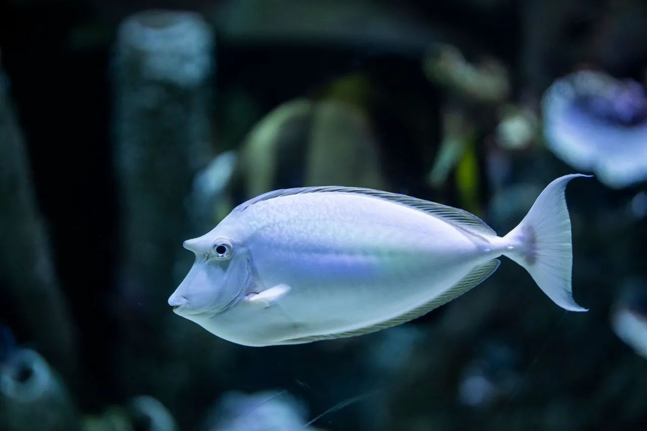 Calm aquarium fish image for tracking stable tank temperature and livestock comfort
