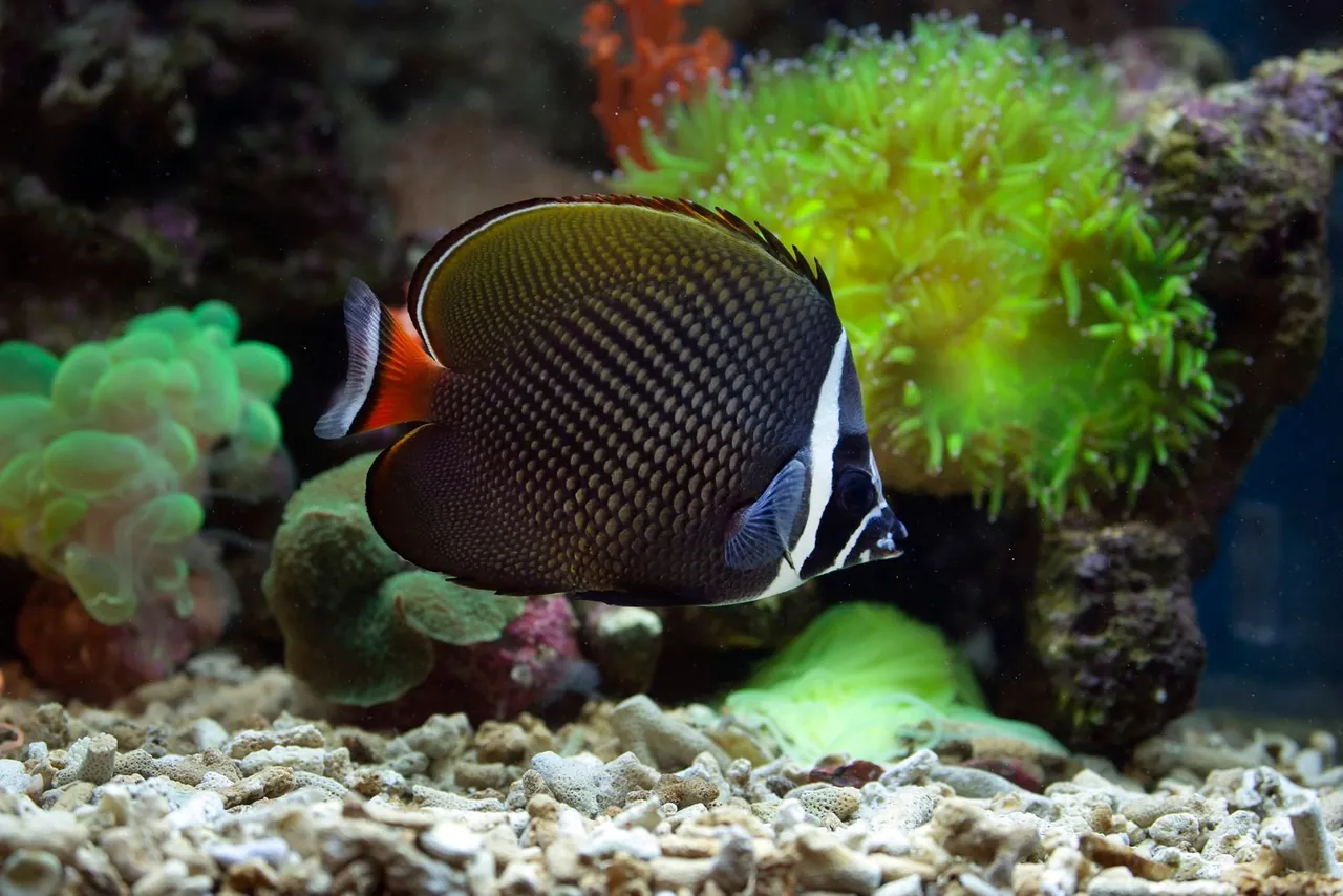 Aquarium water and fish scene for safe filter maintenance planning