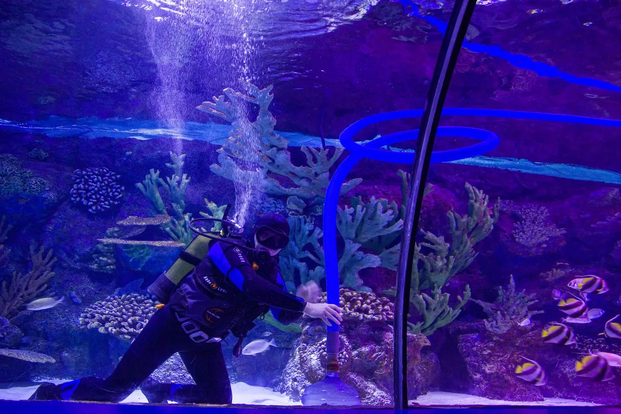 Aquarium maintenance diver cleaning a reef tank with fish and coral