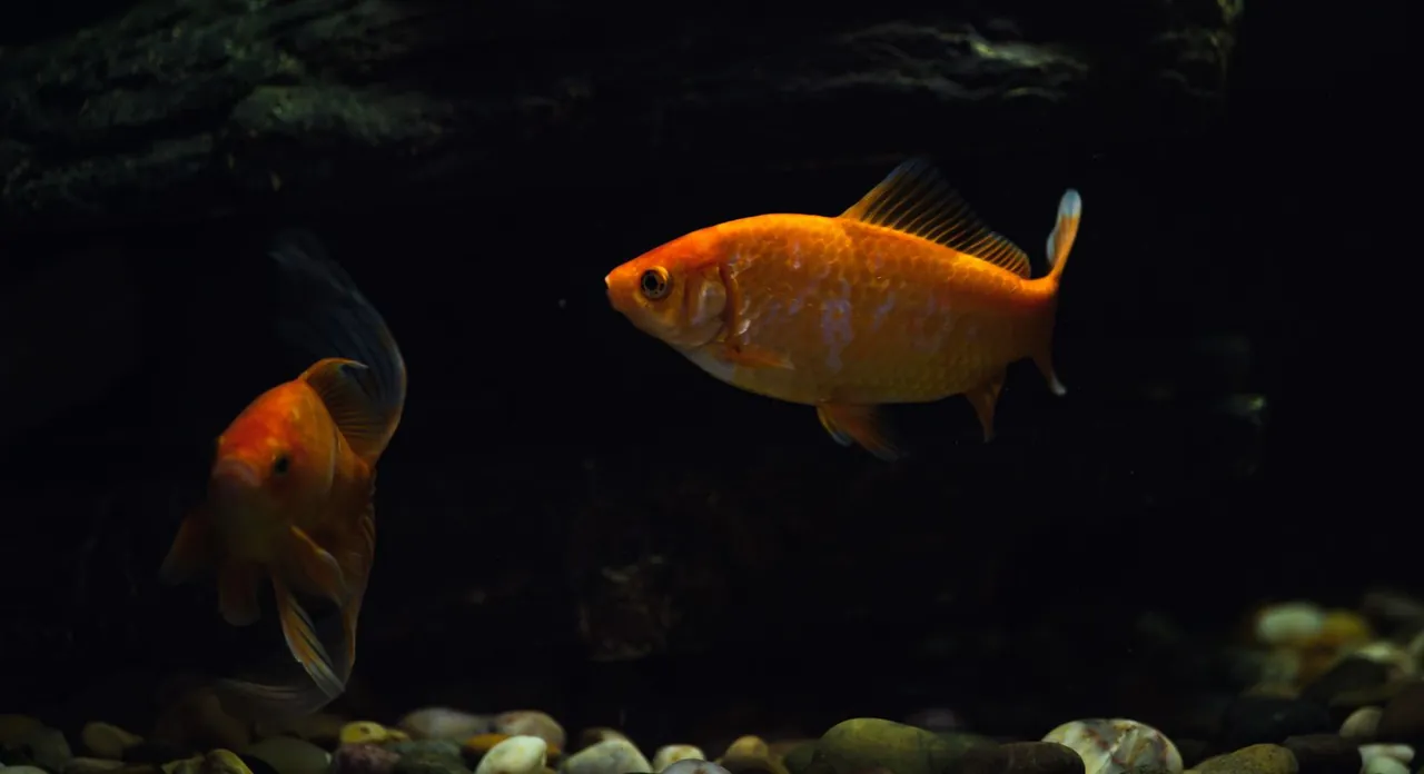 Peaceful home aquarium for vacation checklist and pre-trip care planning