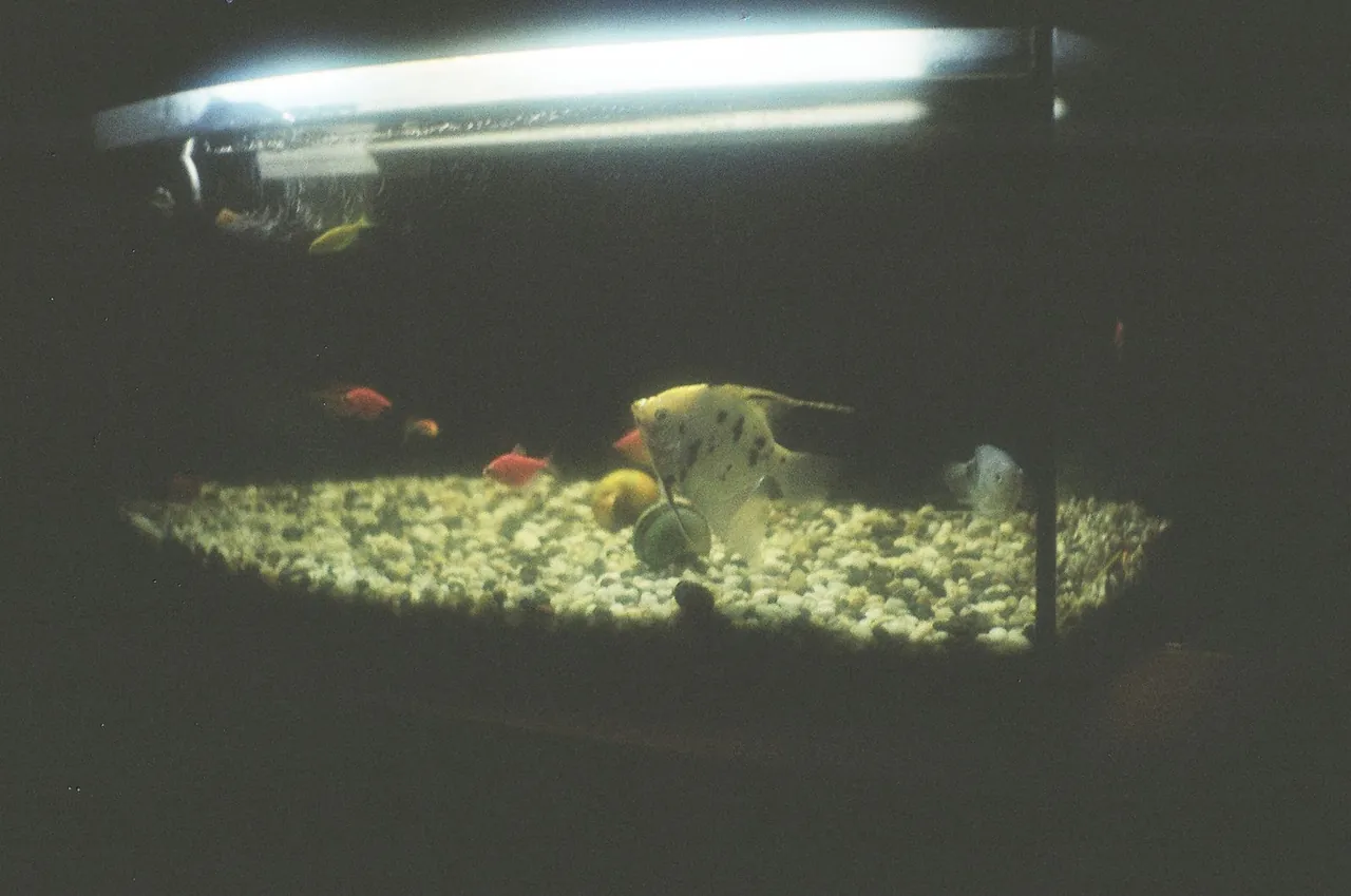 Home aquarium setup for tracking equipment failures, lights, filters, and heaters